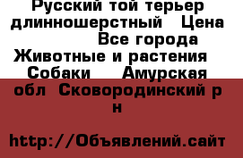 Русский той-терьер длинношерстный › Цена ­ 7 000 - Все города Животные и растения » Собаки   . Амурская обл.,Сковородинский р-н